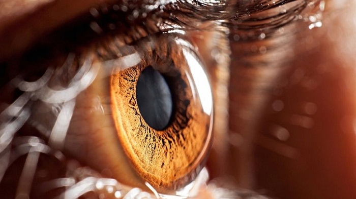 Stem cells could restore vision after eye disease